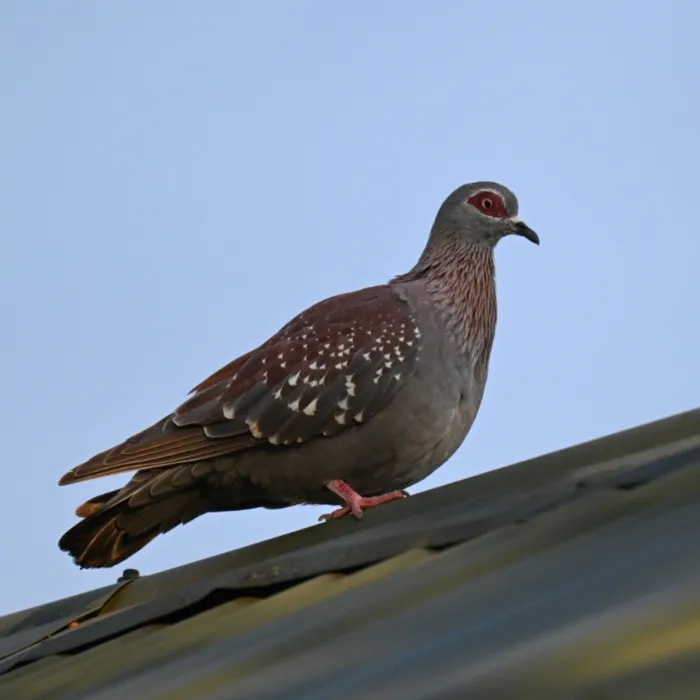 Spotted Speckled Pigeon