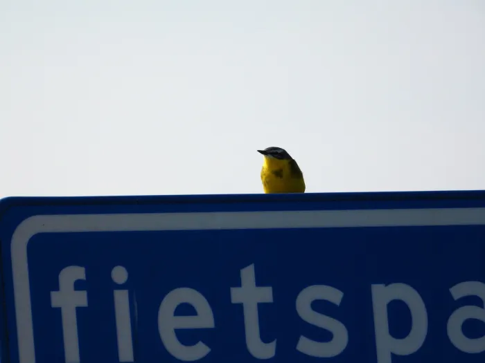 Spotted Western Yellow Wagtail