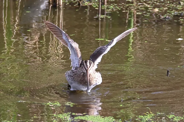 Waargenomen Watersnip
