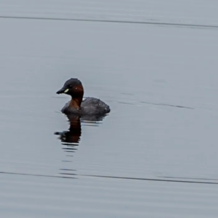 Spotted Little Grebe