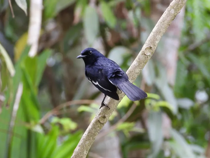 Gespotte Dayallijster