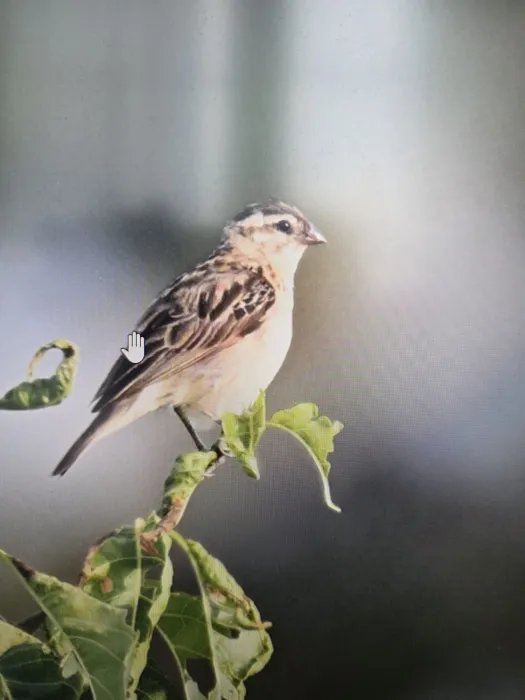 Pin-tailed Whydah