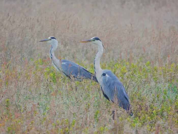 Waargenomen Blauwe reiger