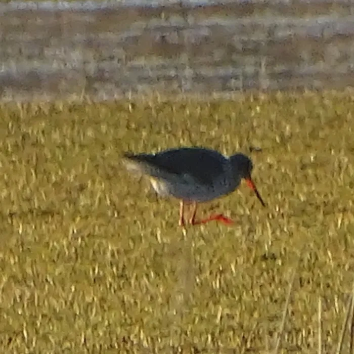 Common Redshank