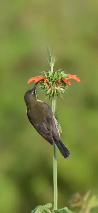 Red-chested Sunbird