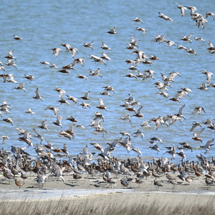 Spotted Bar-tailed Godwit