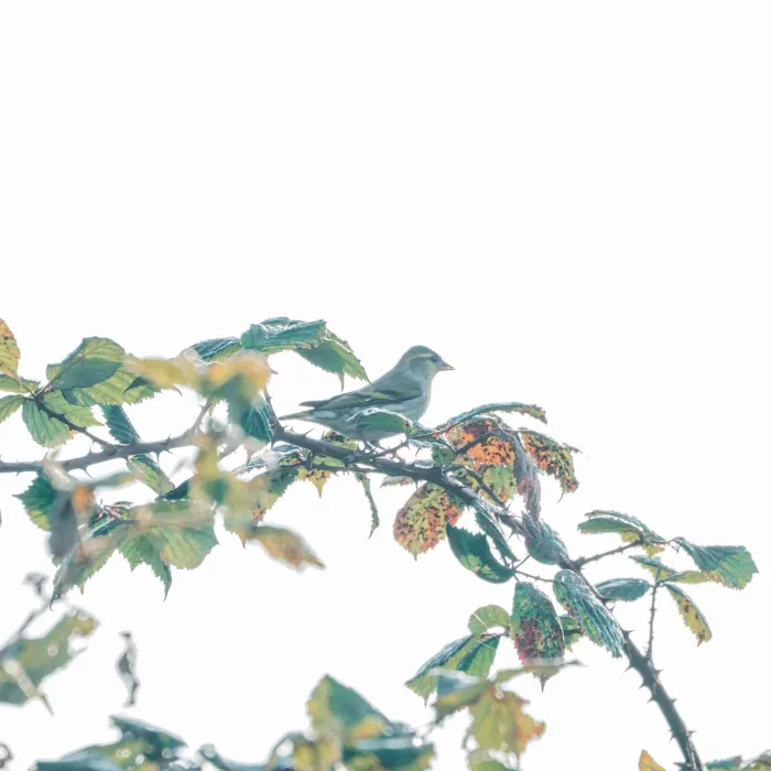 Spotted Eurasian Siskin
