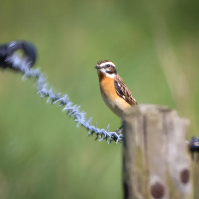 Whinchat