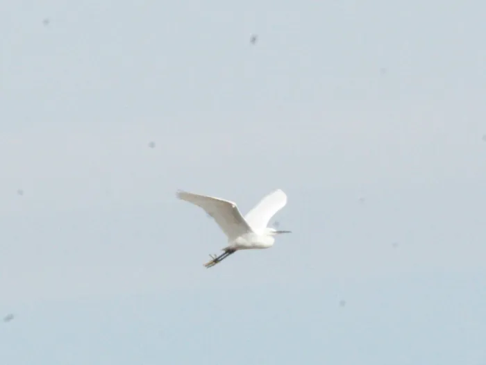 Gespotte Kleine zilverreiger