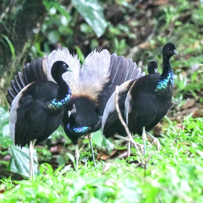 Spotted Gray-winged Trumpeter