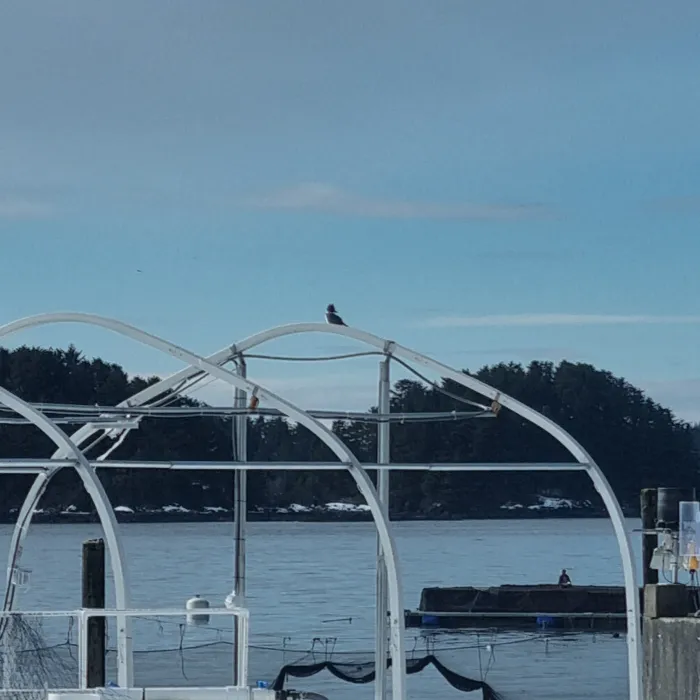 Spotted Belted Kingfisher