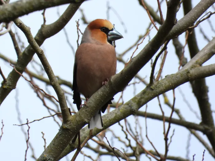 Gespotte Appelvink