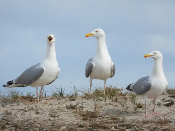 Waargenomen Zilvermeeuw