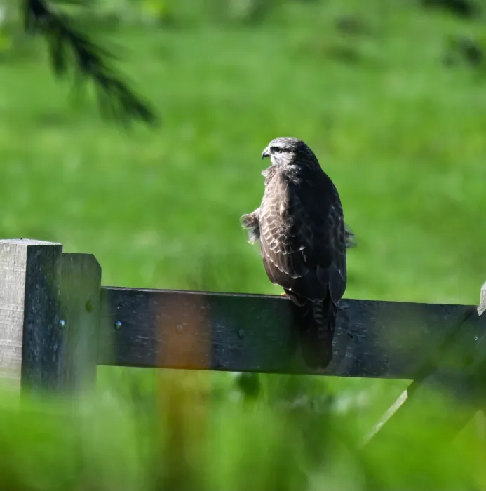 Spotted Common Buzzard
