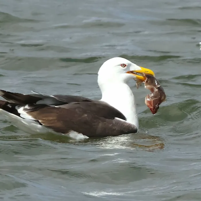 Spotted Pacific Gull