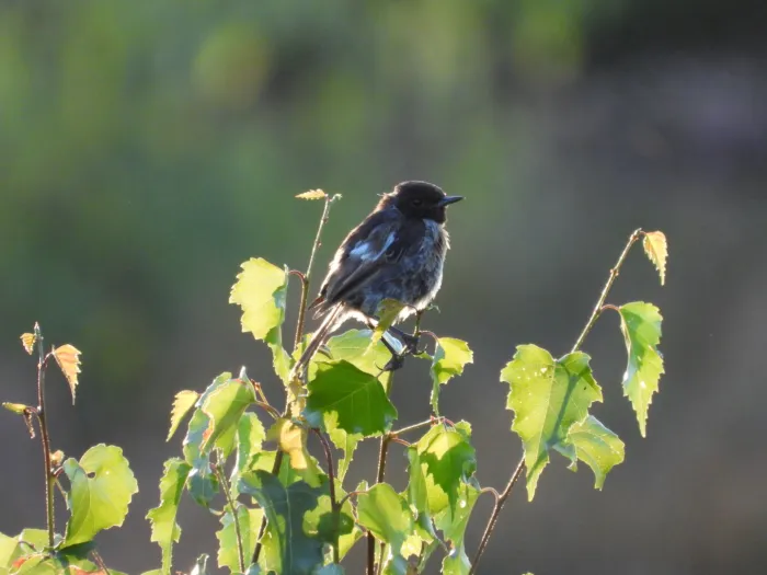 Spotted European Stonechat