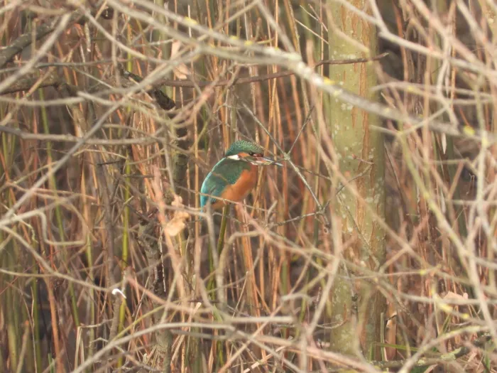 Spotted Common Kingfisher