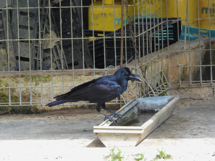 Gespotte Dikbekkraai