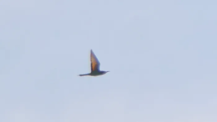 Spotted European Bee-eater