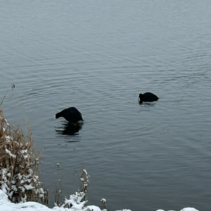 Spotted Eurasian Coot