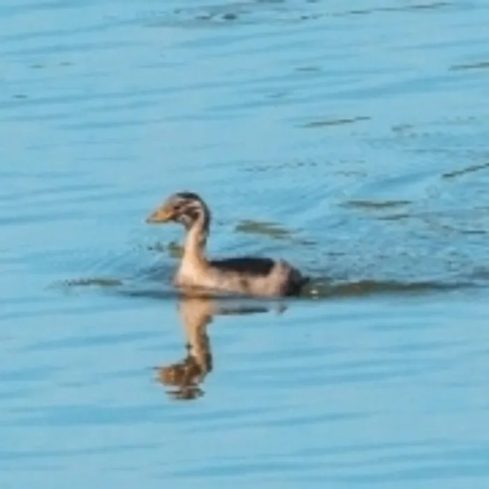 Spotted Little Grebe