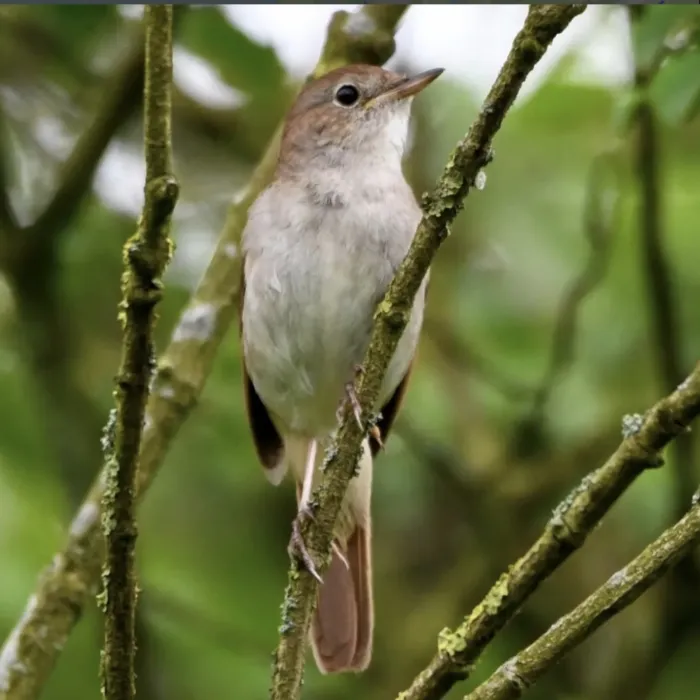 Spotted Common Nightingale