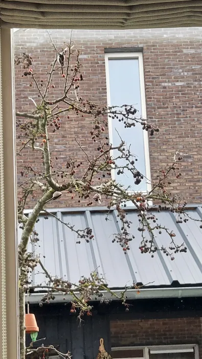 Spotted Long-tailed Tit