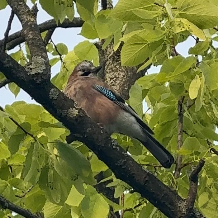 Spotted Eurasian Jay