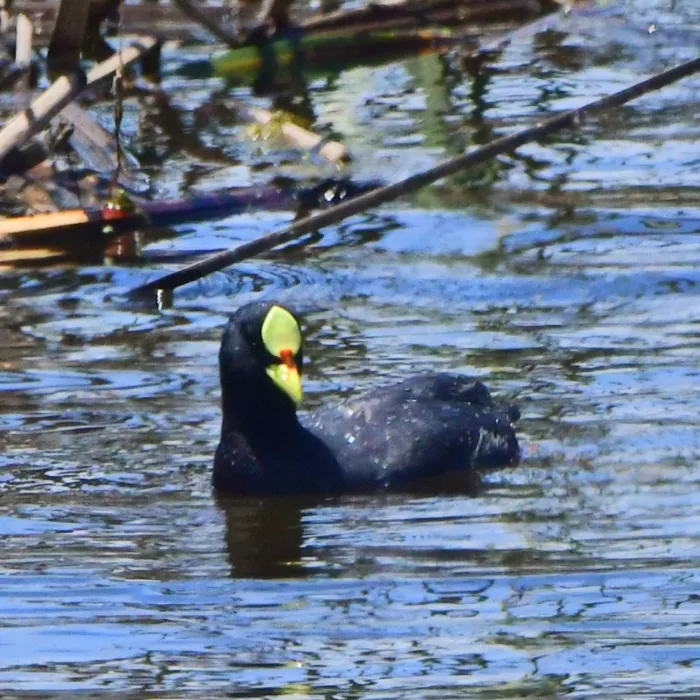 Spotted Red-gartered Coot