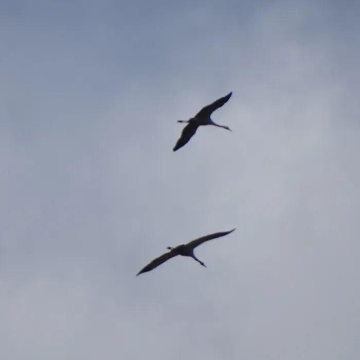 Spotted Common Crane