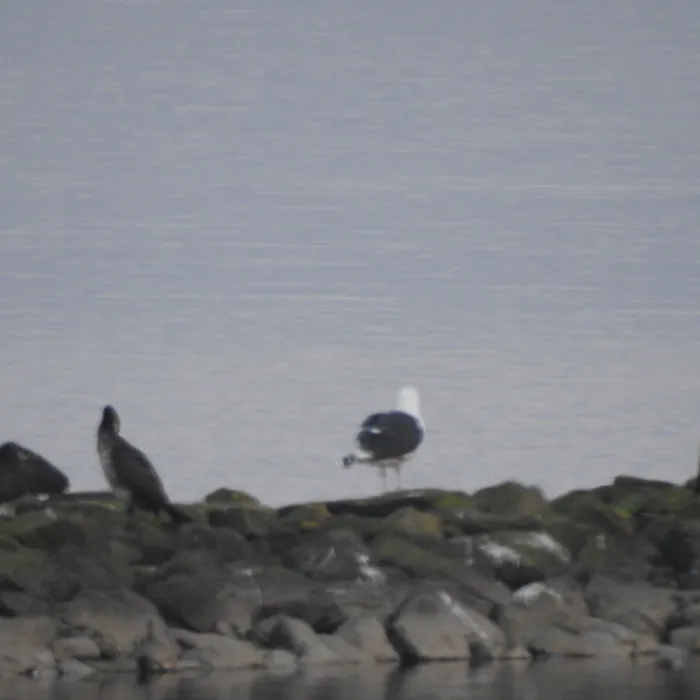 Spotted Great Black-backed Gull