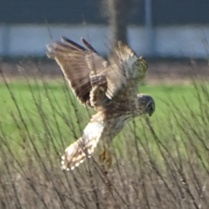 Gespotte Blauwe kiekendief
