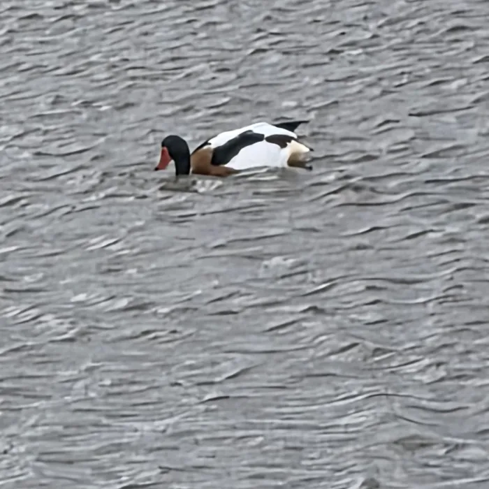 Common Shelduck