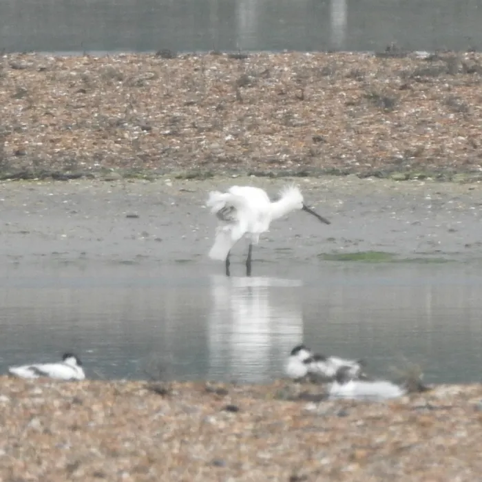 Spotted Eurasian Spoonbill