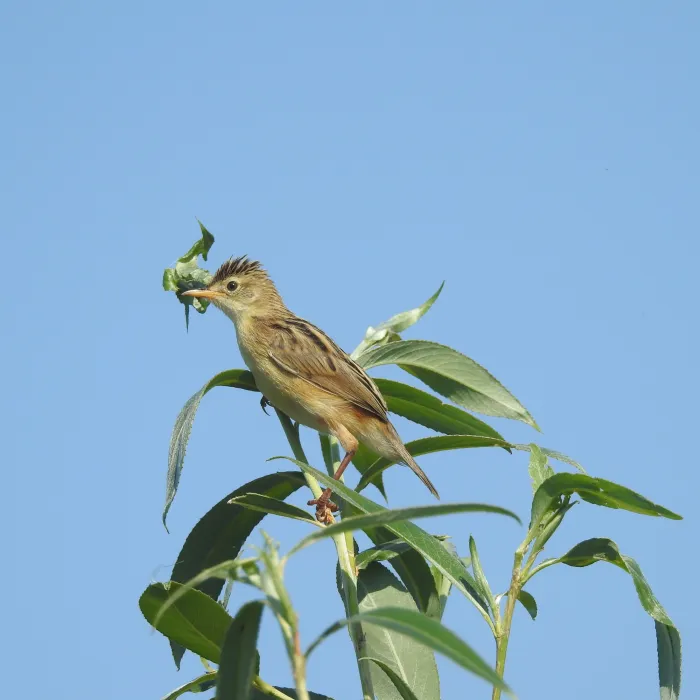 Spotted Zitting Cisticola