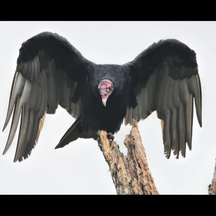 Spotted Turkey Vulture