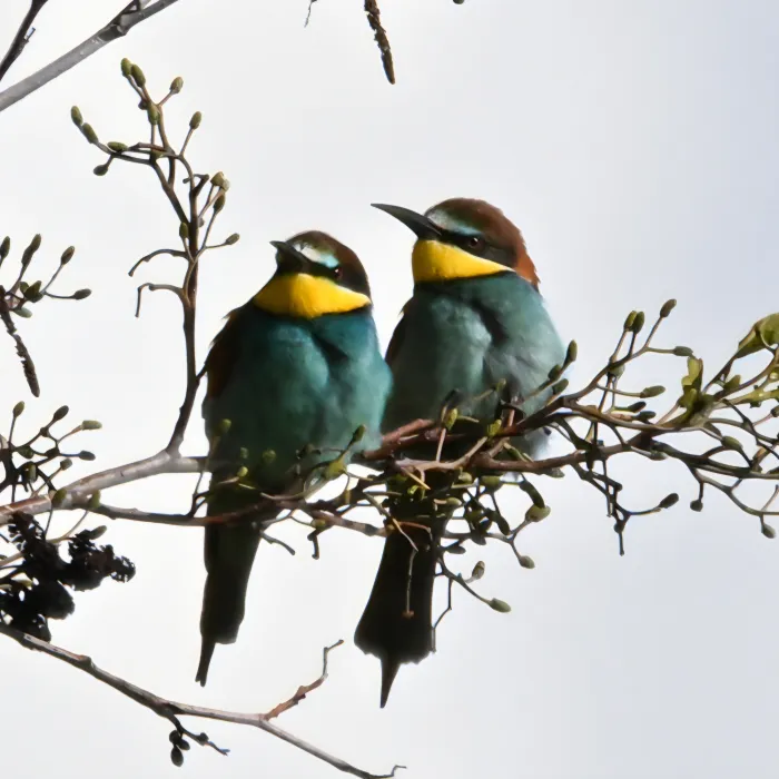 Spotted European Bee-eater
