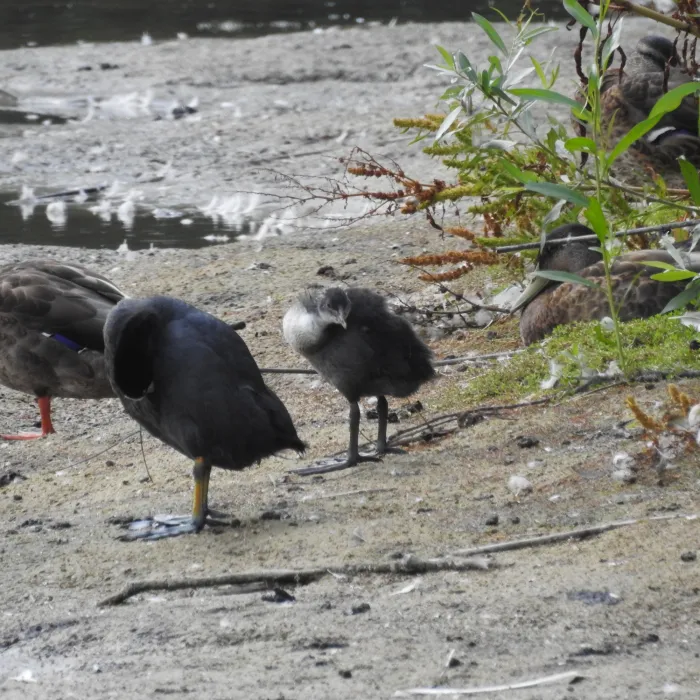 Spotted Eurasian Coot
