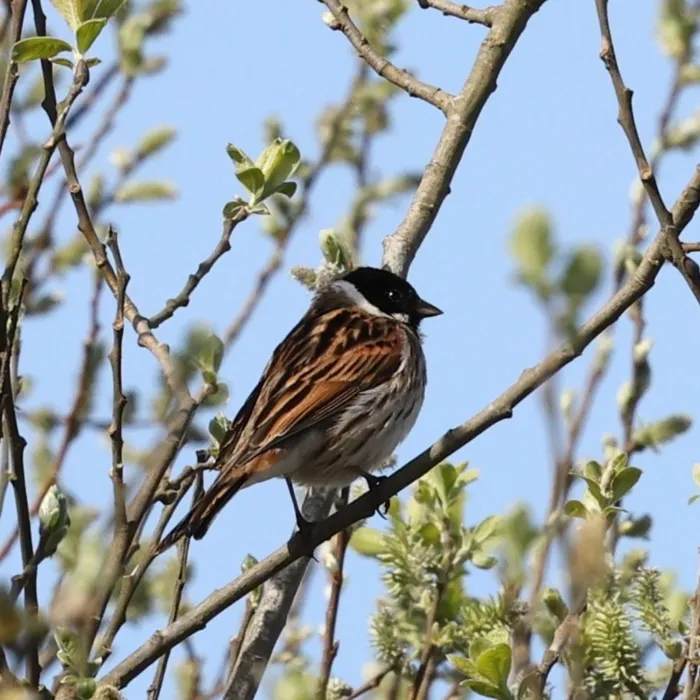 Spotted Reed Bunting