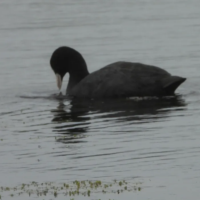 Spotted Eurasian Coot