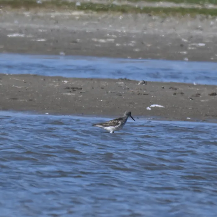 Common Greenshank