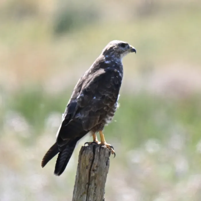 Spotted Common Buzzard