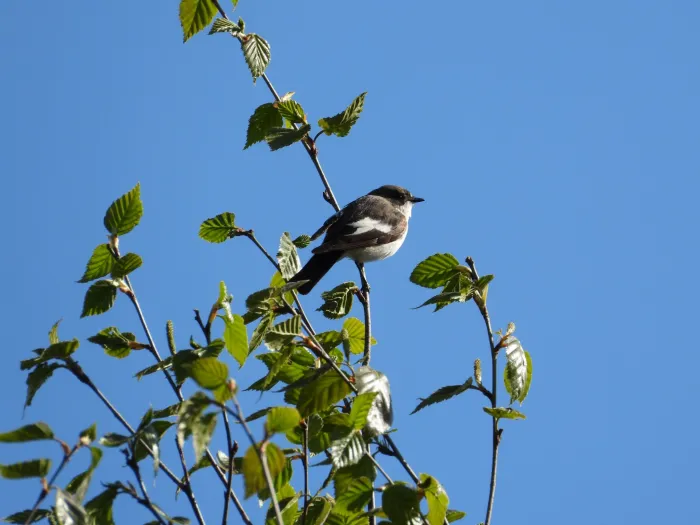 Spotted European Pied Flycatcher