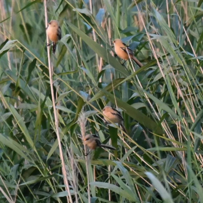 Spotted Bearded Reedling
