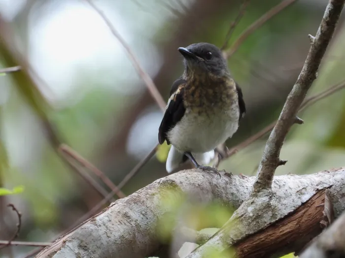 Oriental Magpie-Robin