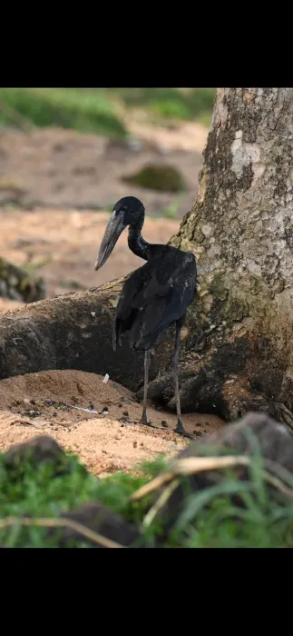 Spotted African Openbill