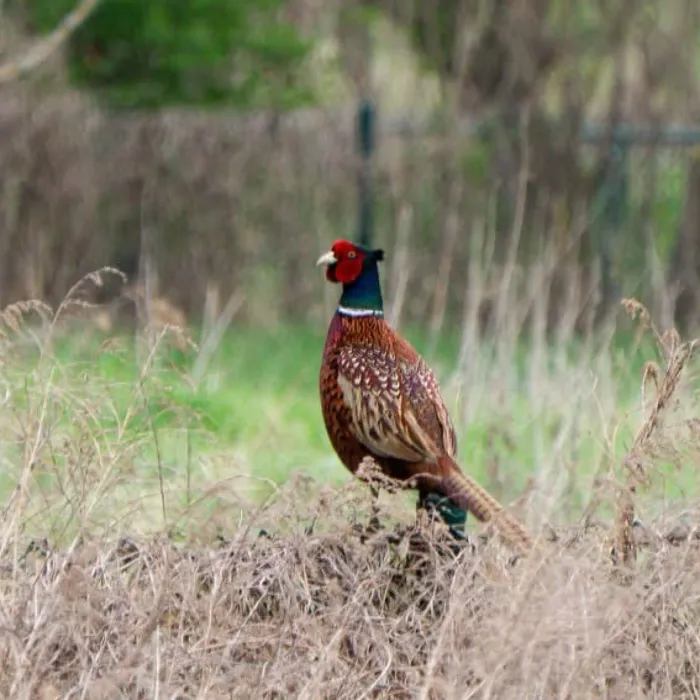 Ring-necked Pheasant