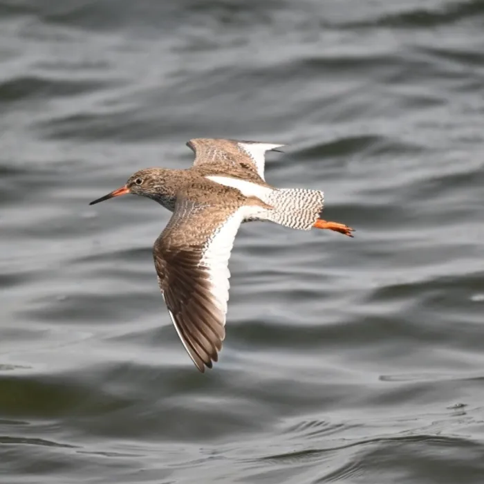 Spotted Common Redshank