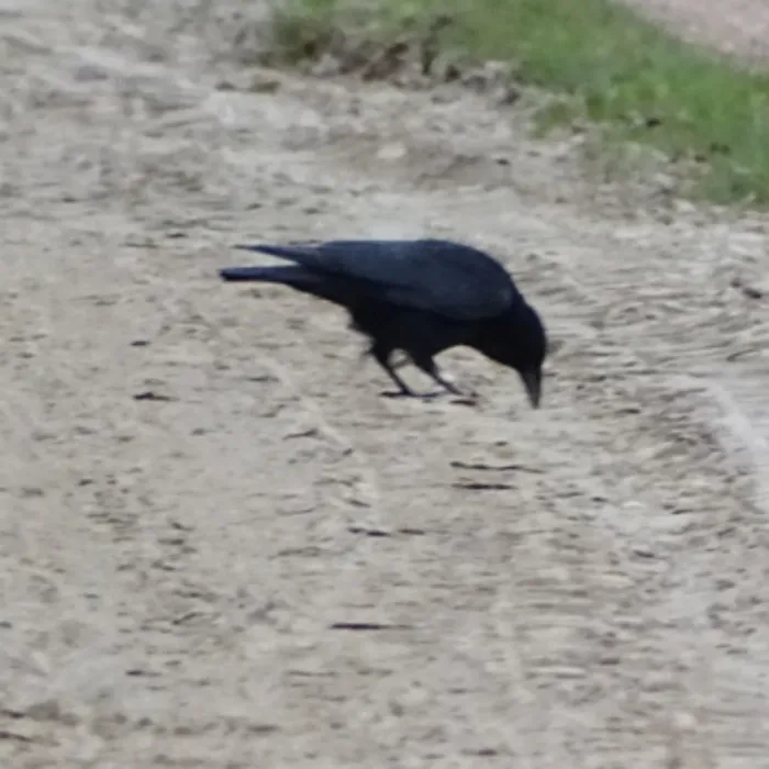 Gespotte Zwarte kraai