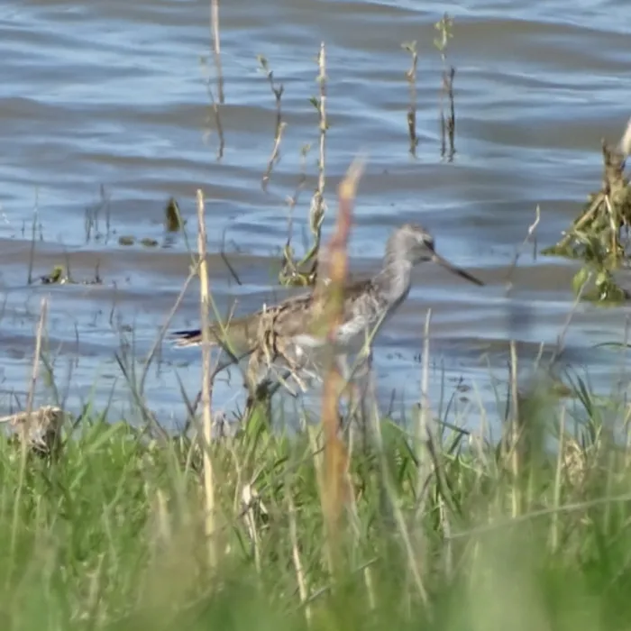 Common Greenshank
